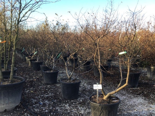  Dwergiep (Ulmus Minor 'Jacqueline Hillier')
