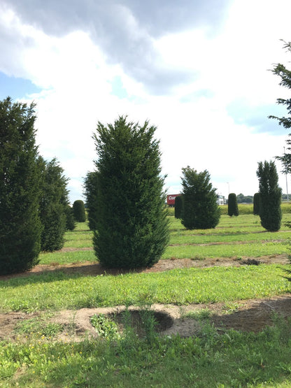  Grote Venijnboom (Taxus Baccata)