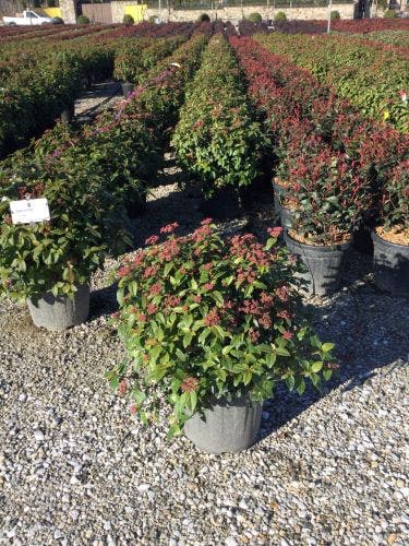  Sneeuwbal Als Bolvorm (Viburnum Tinus 'Eve Price')
