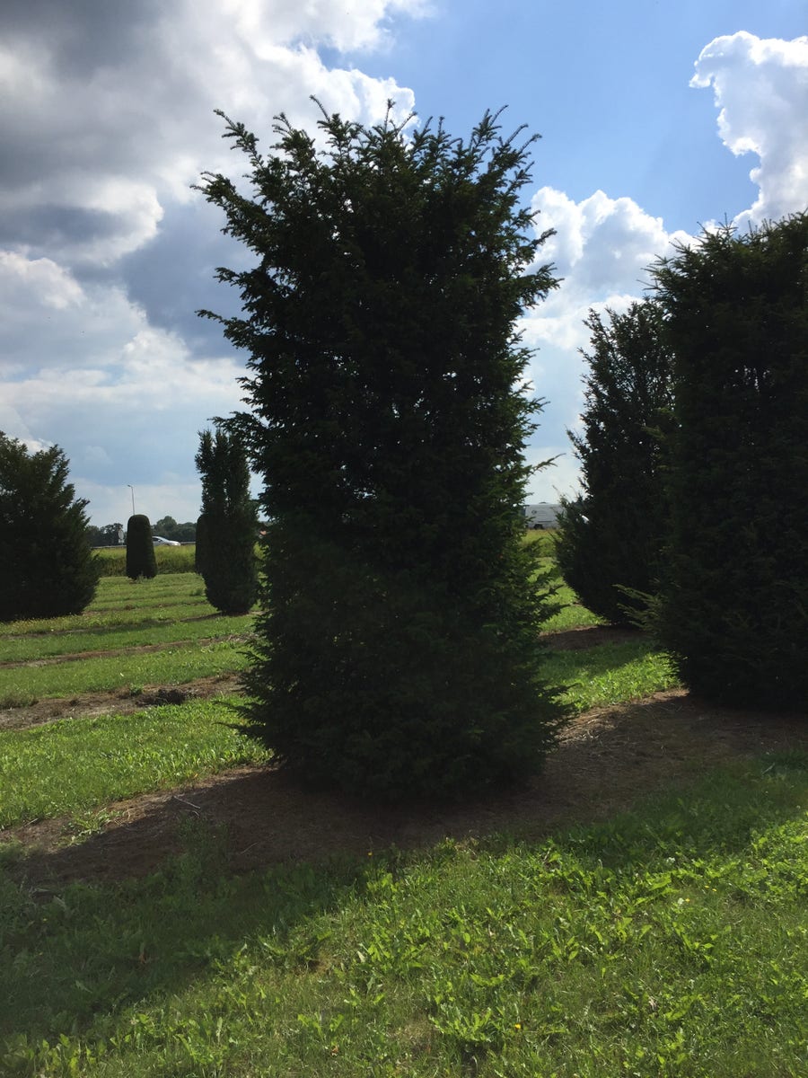  Grote Venijnboom (Taxus Baccata)