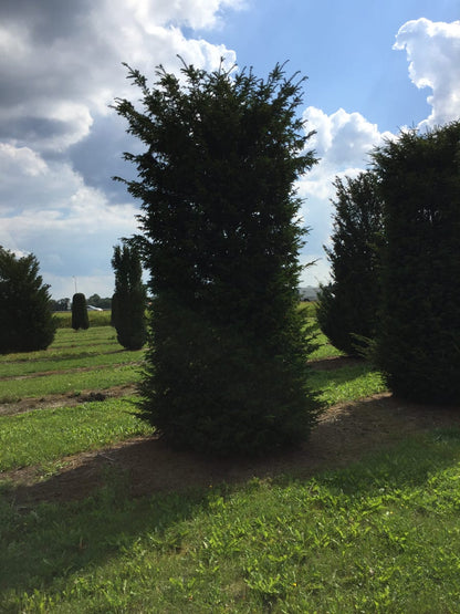  Grote Venijnboom (Taxus Baccata)