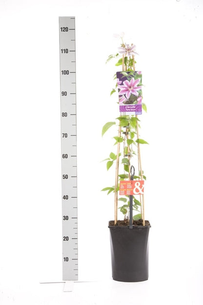  Bosrank (Clematis 'Nelly Moser')