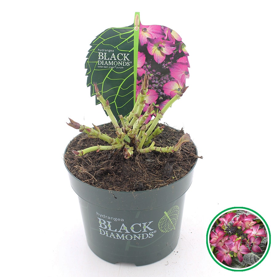  Hortensia (Hydrangea Black Diamonds Dark Angel Purple)