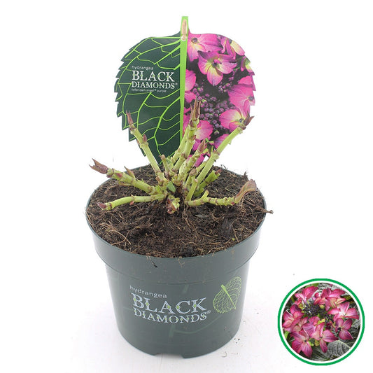  Hortensia (Hydrangea Black Diamonds Dark Angel Purple)