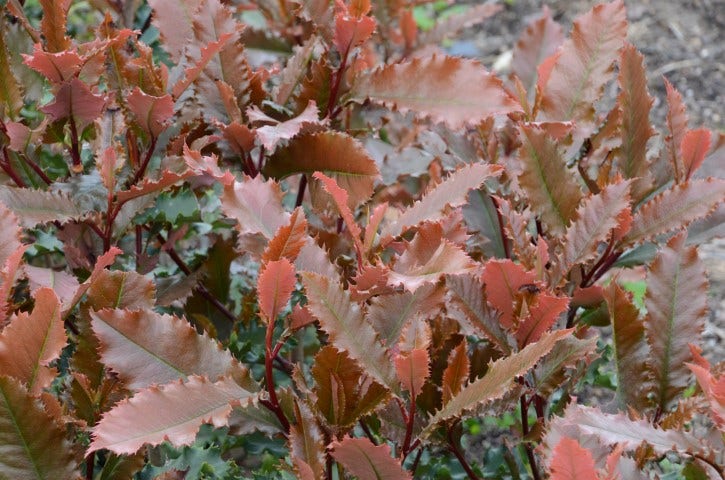  Glansmispel (Photinia Serratifolia ‘Crunchy’)