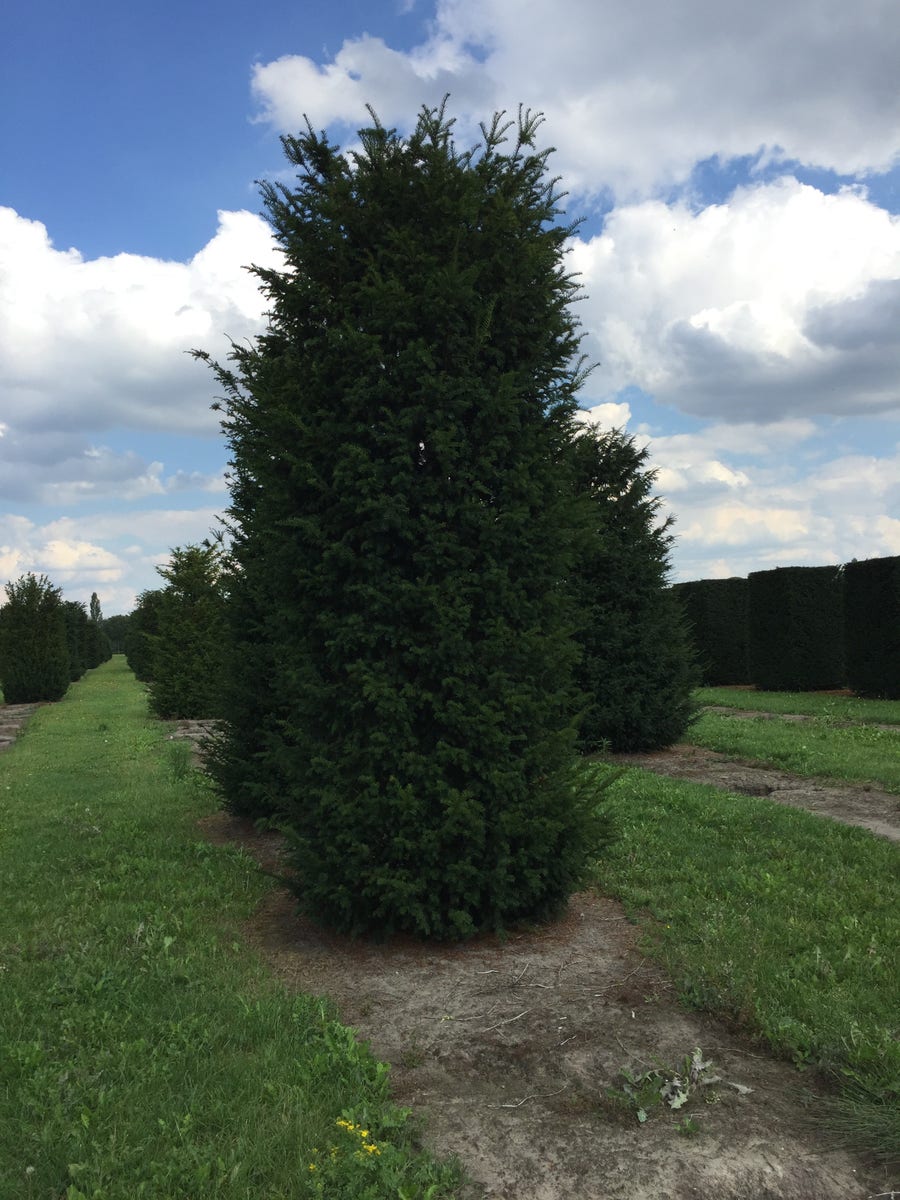  Grote Venijnboom (Taxus Baccata)
