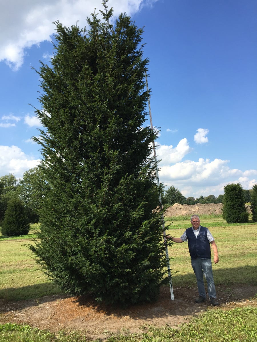  Grote Venijnboom (Taxus Baccata)