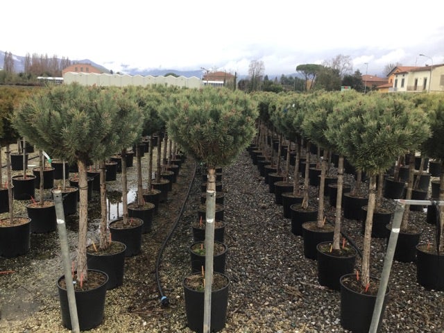  Grove Den Op Stam (Pinus Sylvestris 'Watereri')