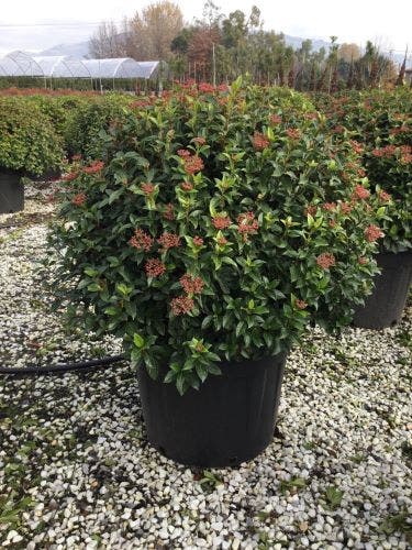  Sneeuwbal Als Bolvorm (Viburnum Tinus 'Eve Price')