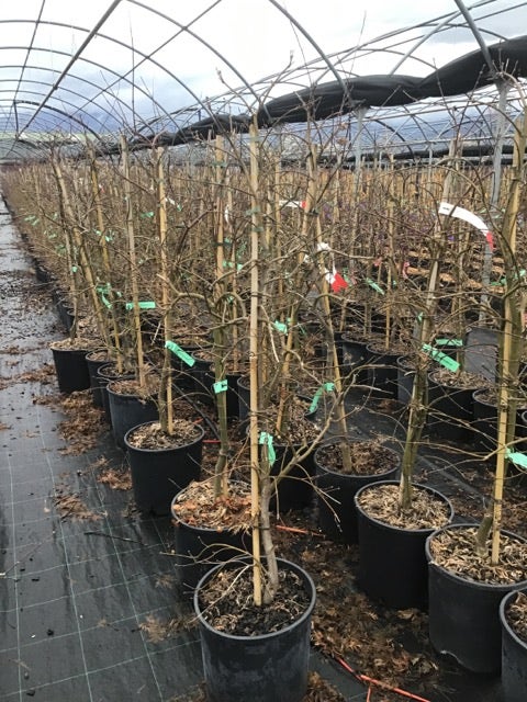  Japanse Esdoorn (Acer Palmatum 'Viridis')