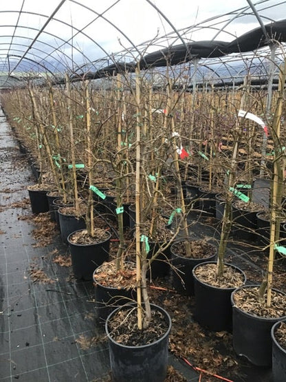 Japanse Esdoorn (Acer Palmatum 'Viridis')