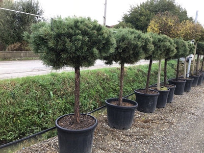  Grove Den Op Stam (Pinus Sylvestris 'Watereri')