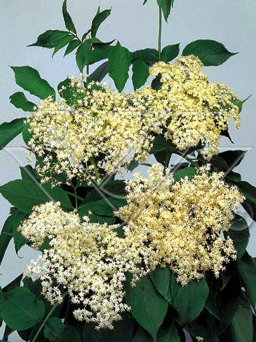  Vlier (Sambucus Nigra)