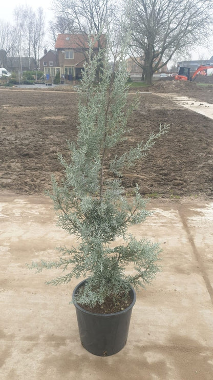  Cipres (Cupressus Arizonica 'Glauca')
