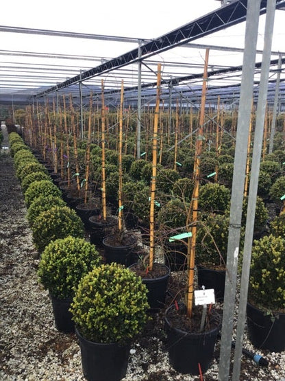  Japanse Esdoorn (Acer Palmatum 'Viridis')