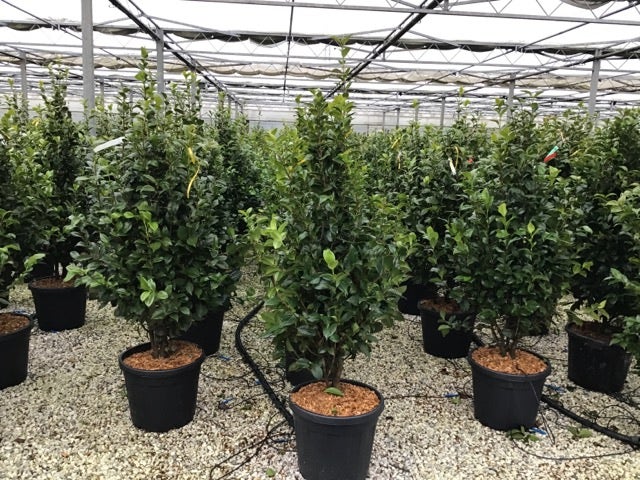  Camelia (Camellia Japonica 'Snowball')