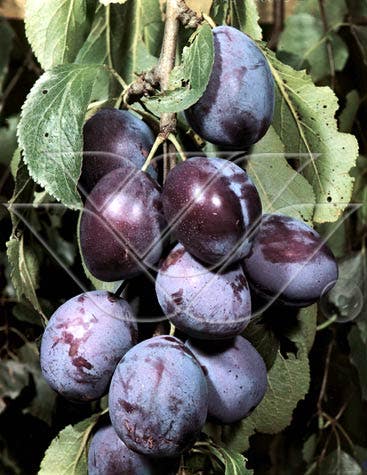  Pruimenboom (Prunus Domestica 'Kwetsen')