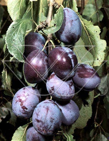  Lei-Pruim (Prunus Domestica 'Kwetsen')