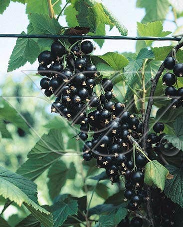  Zwarte Bes (Ribes Nigrum 'Ben Tirran')