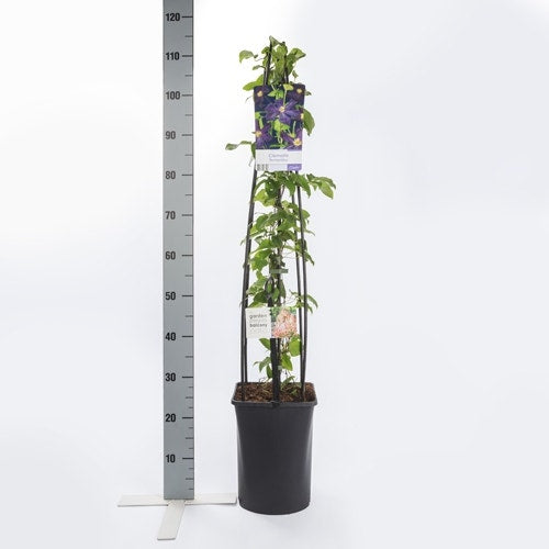  Bosrank (Clematis ´Romantika´)