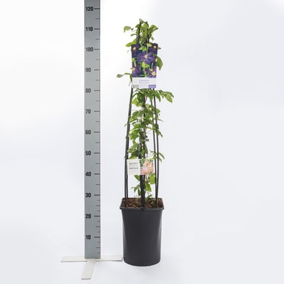  Bosrank (Clematis ´Romantika´)