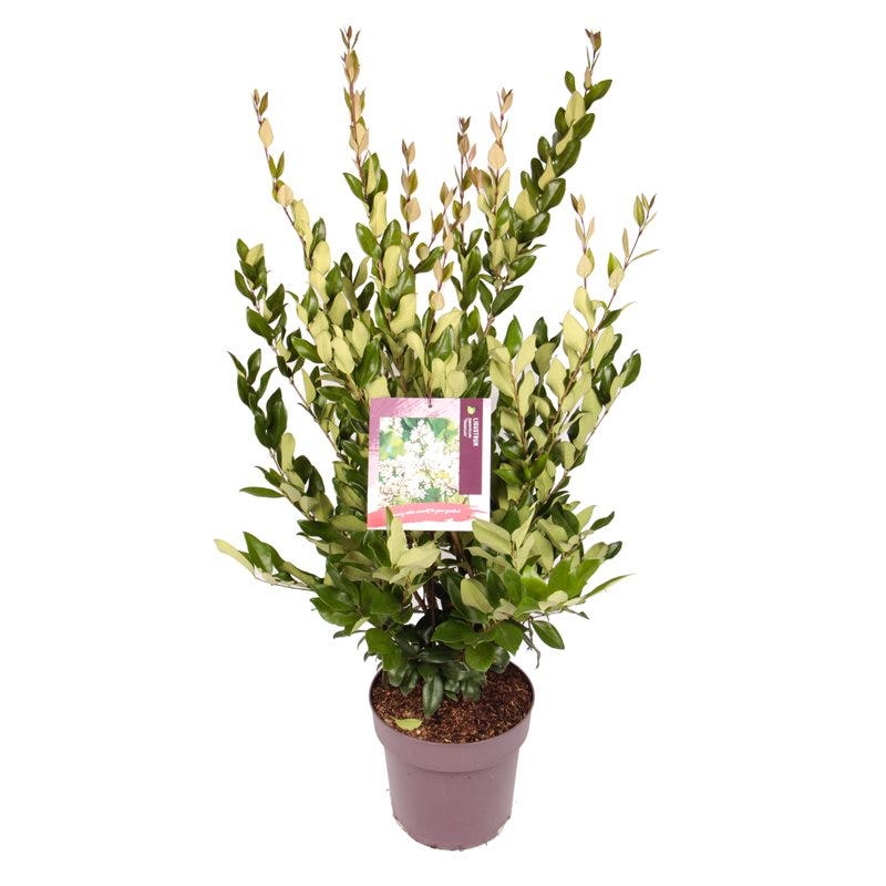  Liguster (Ligustrum Japonicum 'Texanum')