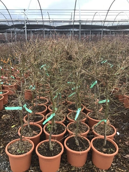  Japanse Esdoorn (Acer Palmatum 'Viridis')