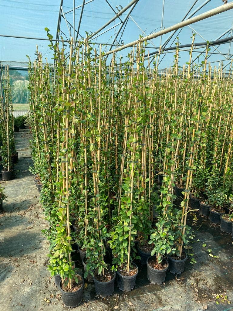  Toscaanse Jasmijn (Trachelospermum Jasminoides 'Winter Ruby')
