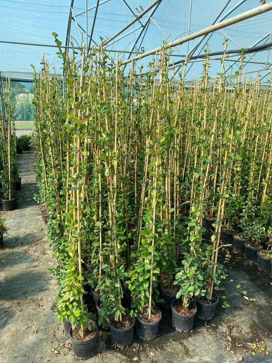  Toscaanse Jasmijn (Trachelospermum Jasminoides 'Winter Ruby')
