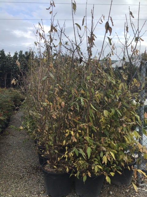  Winterzoet (Chimonanthus Praecox)