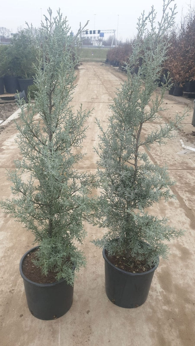  Cipres (Cupressus Arizonica 'Glauca')