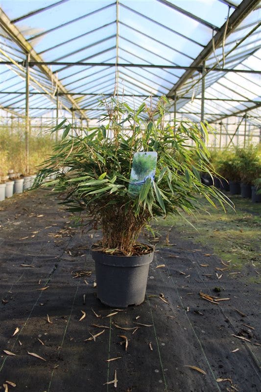  Niet Woekerende Bamboe (Fargesia Robusta 'Pingwu')