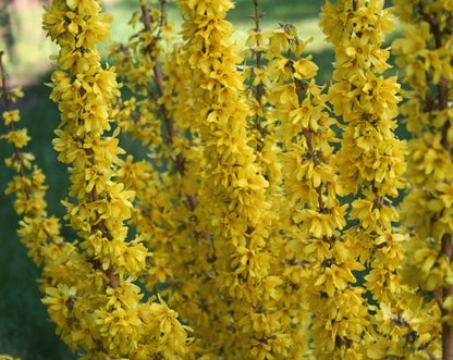  Chinees Klokje (Forsythia Intermedia 'Mikador' ®)