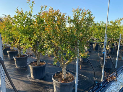  Granaatappel Als Solitair (Punica Granatum)