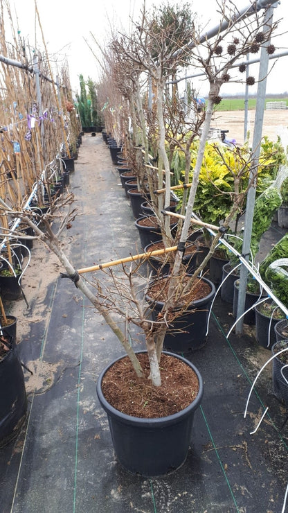  Amberboom Als Bonsai (Liquidambar 'Gum Ball')