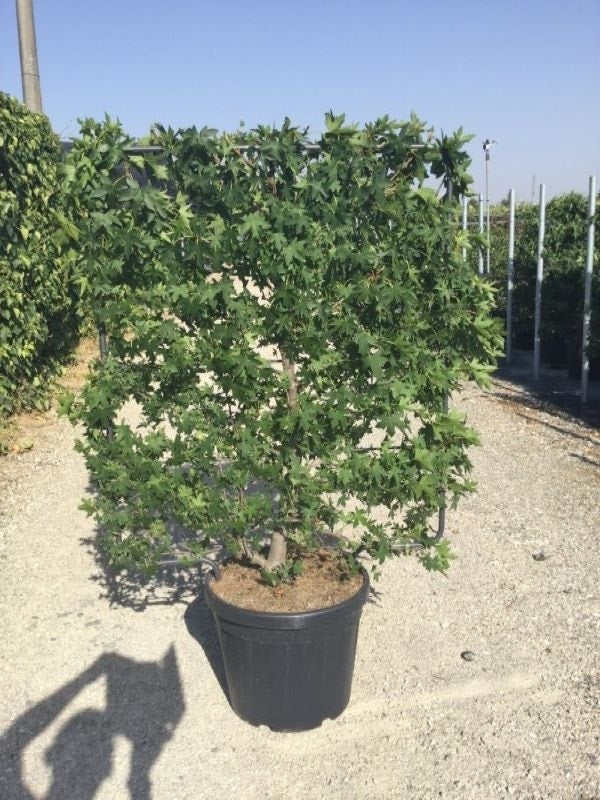  Amberboom Als Leivorm (Liquidambar Styraciflua)