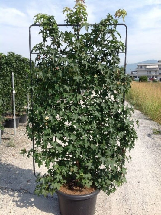  Amberboom Als Leivorm (Liquidambar Styraciflua)