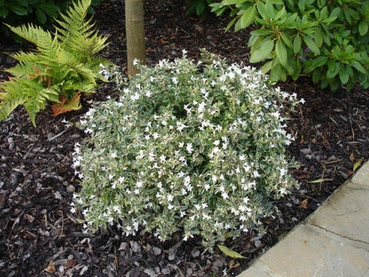  Abelia (Abelia Grandiflora 'Confetti')