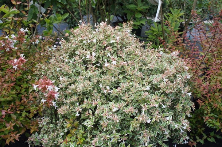  Abelia (Abelia Grandiflora 'Confetti')