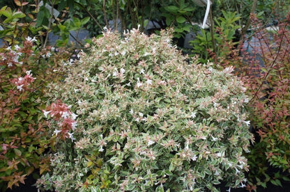  Abelia (Abelia Grandiflora 'Confetti')