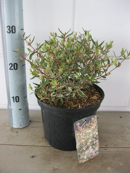  Abelia (Abelia Grandiflora 'Confetti')
