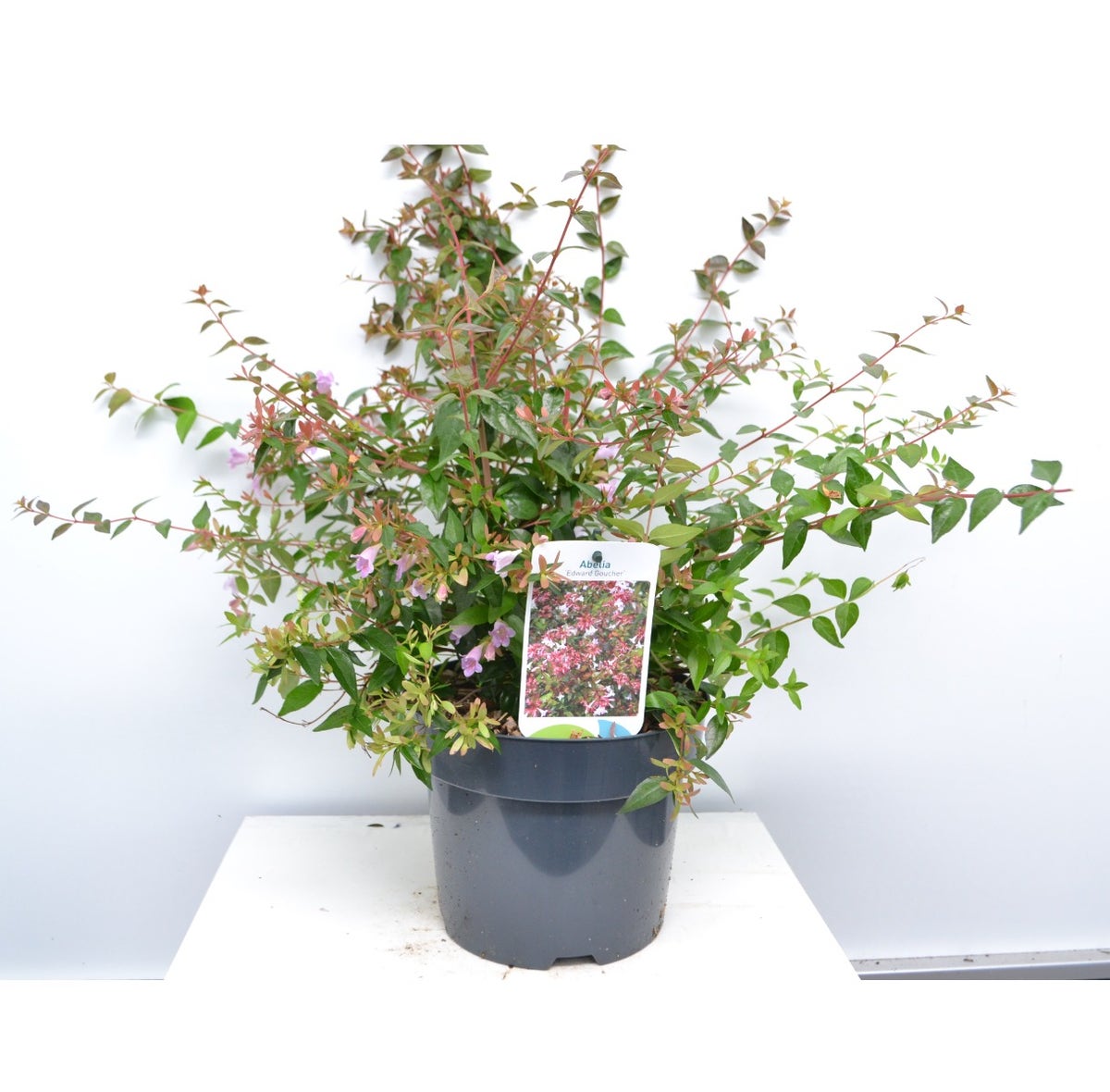  Abelia (Abelia Grandiflora 'Edward Goucher')