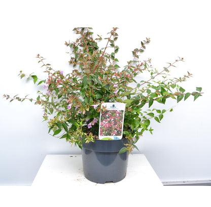  Abelia (Abelia Grandiflora 'Edward Goucher')