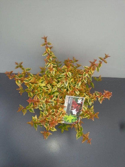  Abelia (Abelia Grandiflora 'Kaleidoscope')