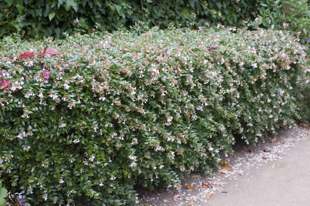  Abelia (Abelia Grandiflora)