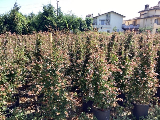  Abelia (Abelia Grandiflora)