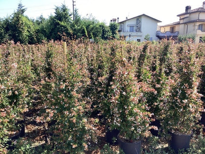 Abelia (Abelia Grandiflora)