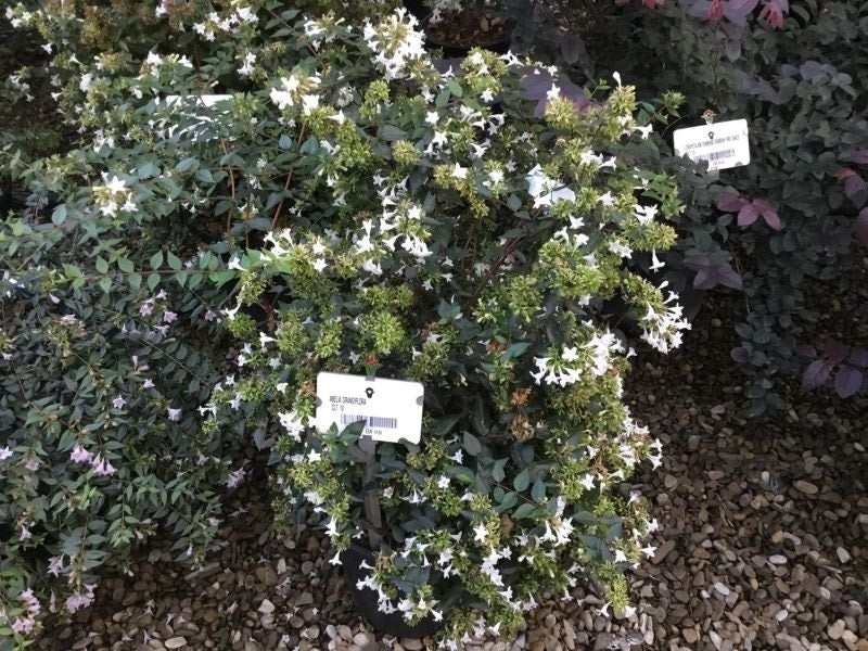  Abelia (Abelia Grandiflora)