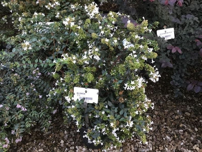  Abelia (Abelia Grandiflora)