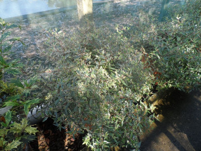  Abelia (Abelia Grandiflora 'Confetti')